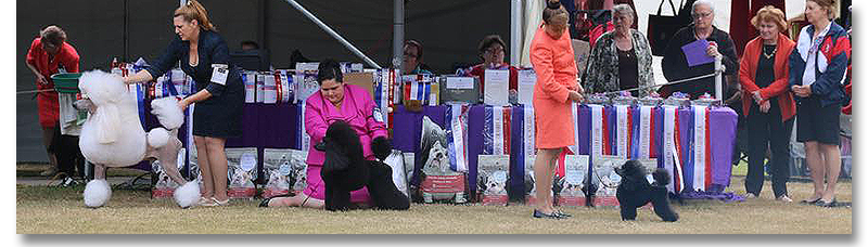 poodle_national_line-up