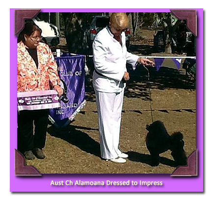 Ch Alamoana Dressed to Impress